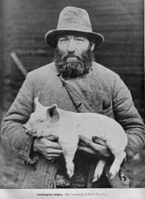 Greasing the Fat Pig's Hind Quarters Image